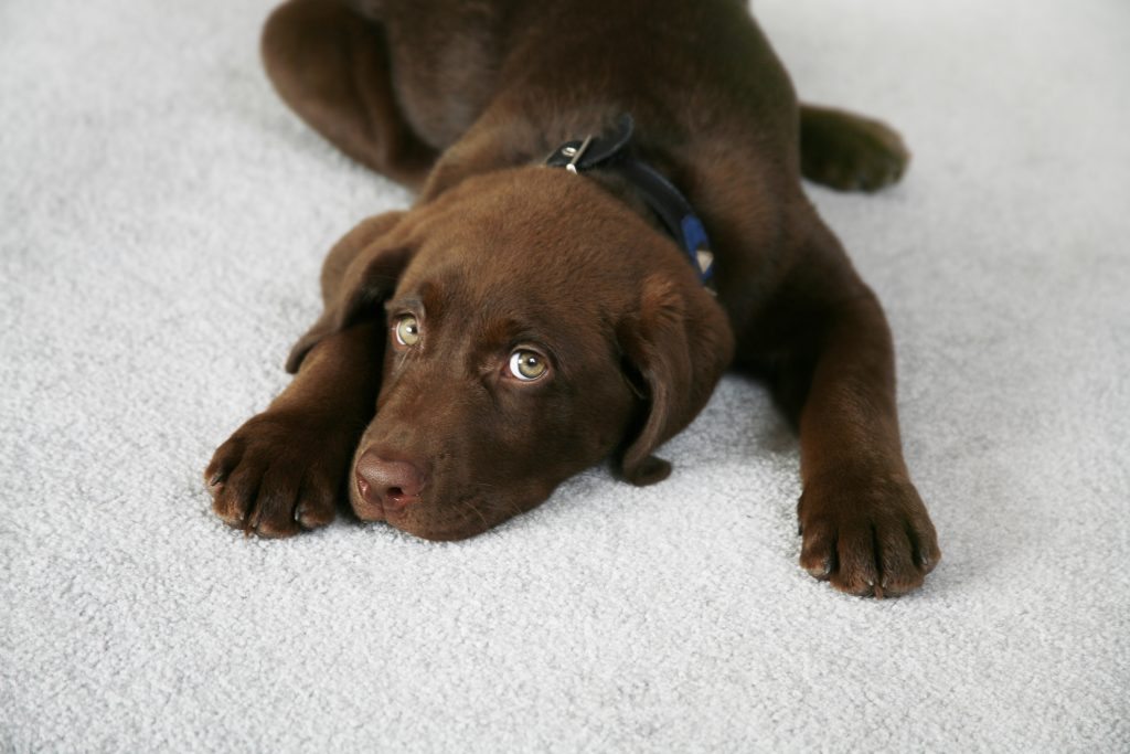Lazy Dog Chilliwack Carpet Supply Carpeting Materials