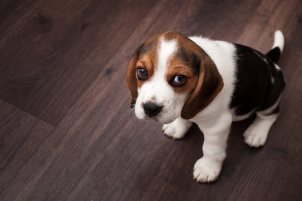 Beagle puppy sitting on a dark wooden floor Laminate Flooring Chilliwack Building Supply